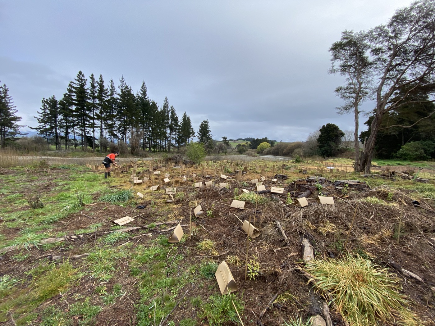 Native planting programme with plant guards