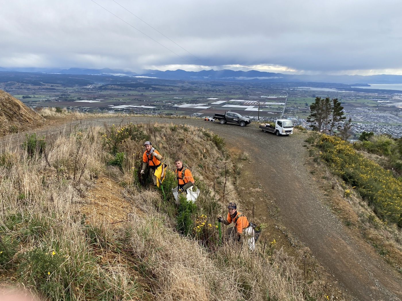 He Tangata team on a steep slope above Nelson, planting native species