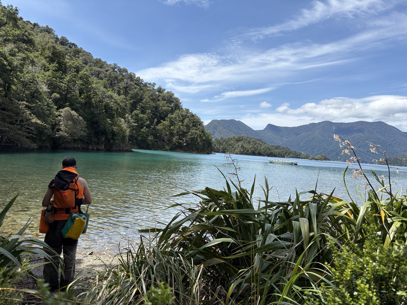 Wilding pine management in Marlborough Sounds