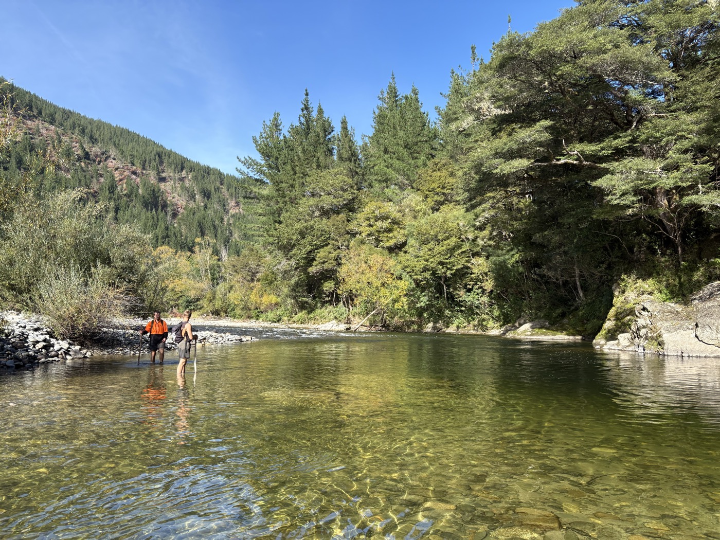 Field survey in clear river, native bush
