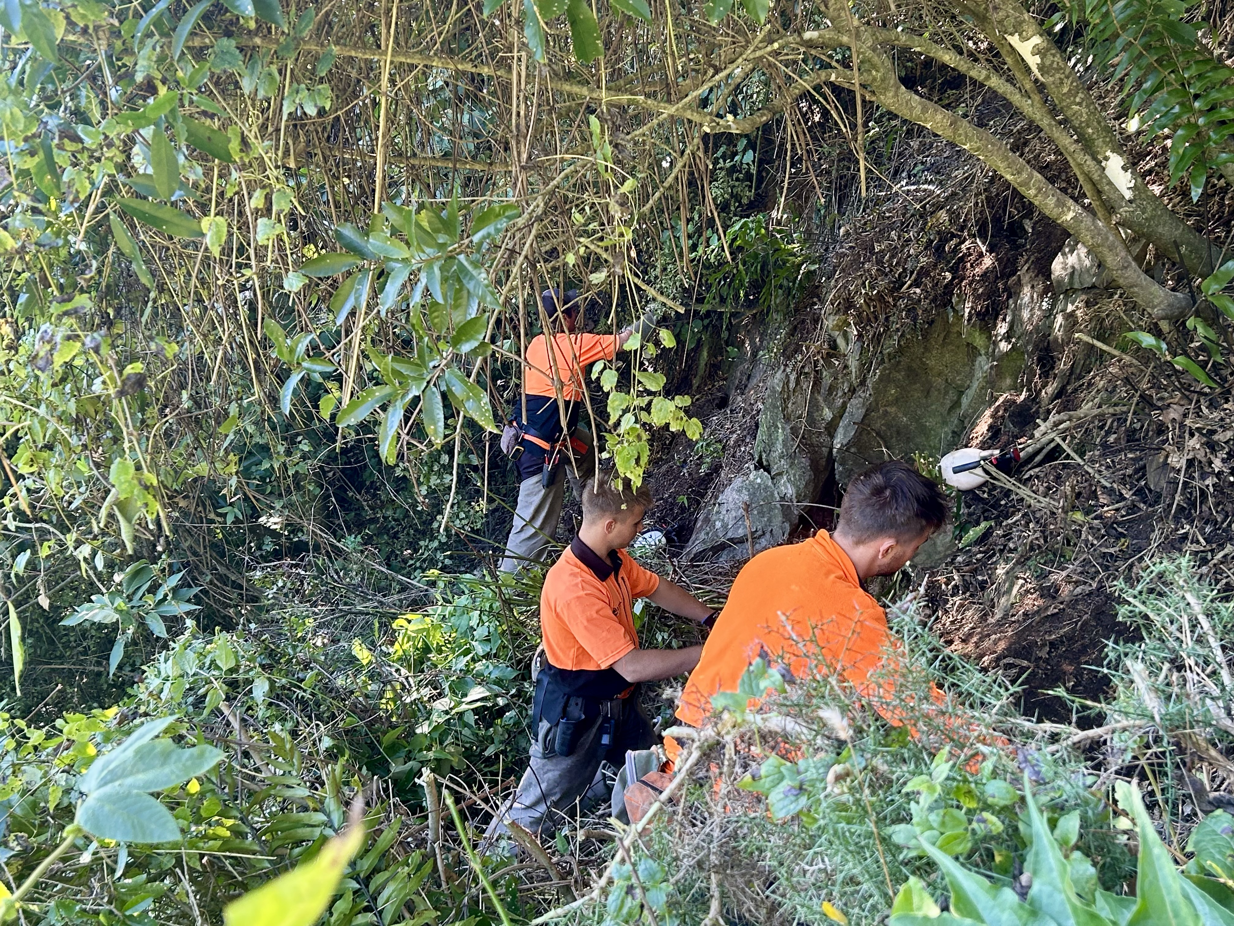 Vine control weed management in native bush